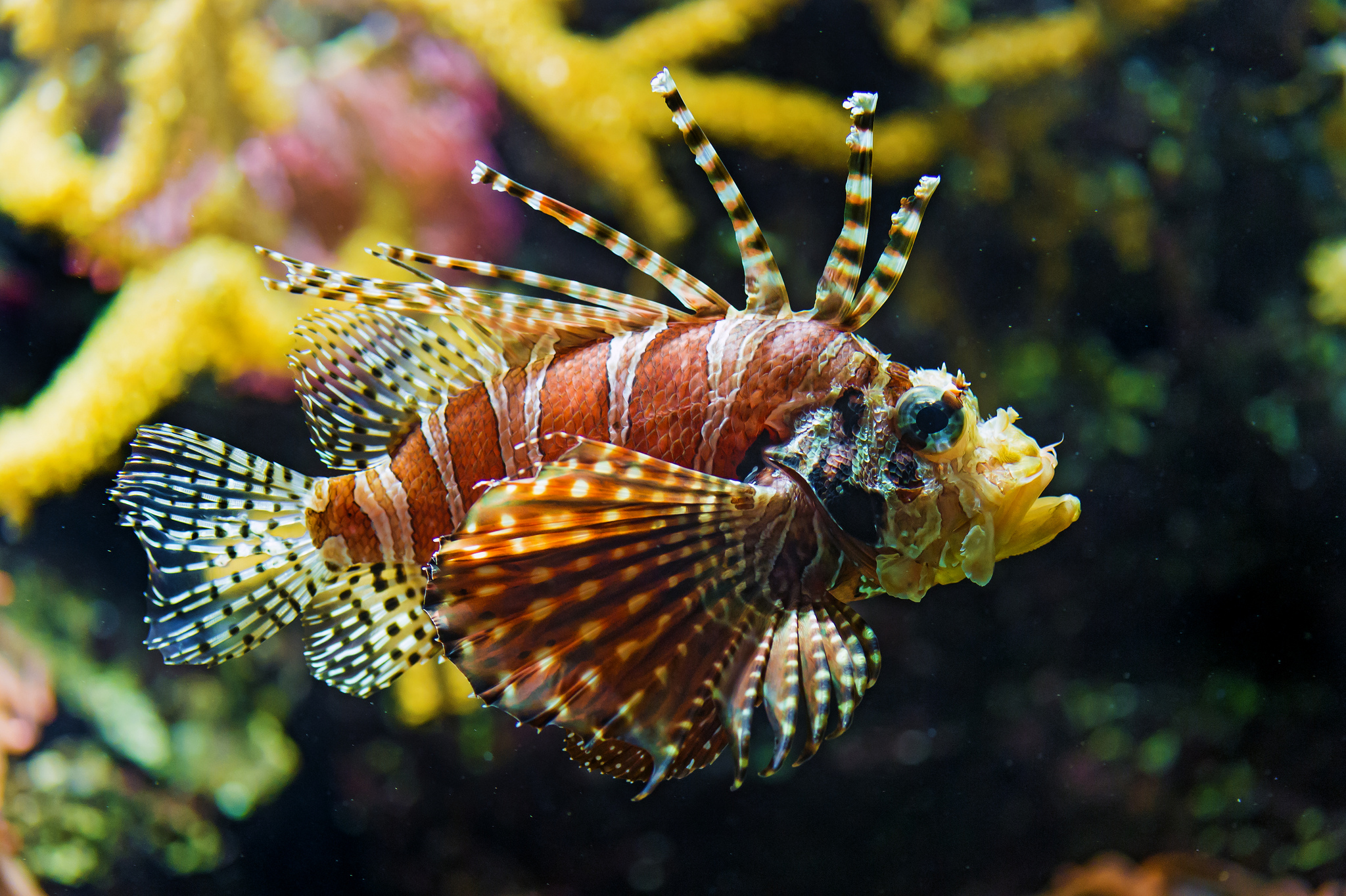 Lionfish