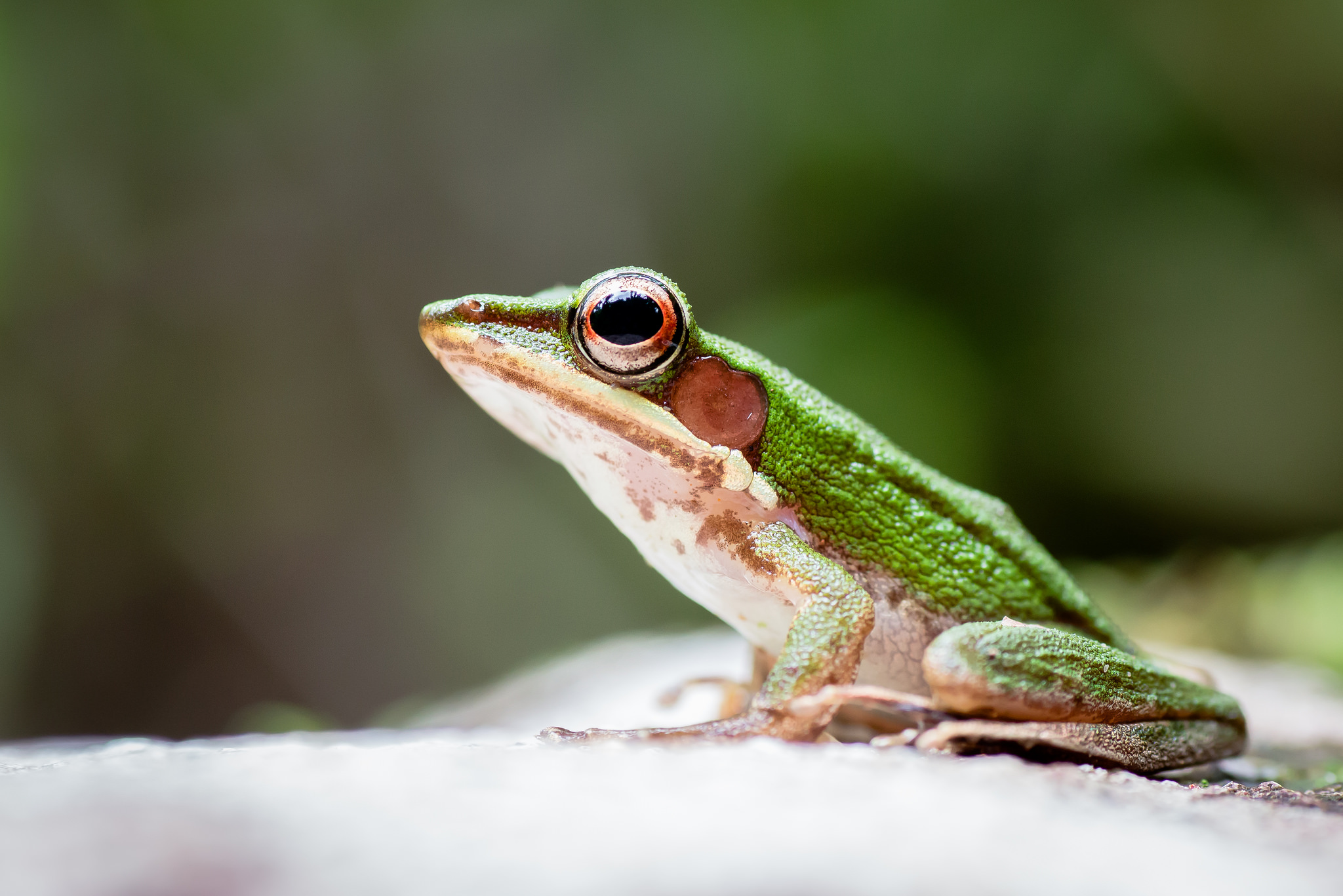 When did amphibians first appear on Earth?