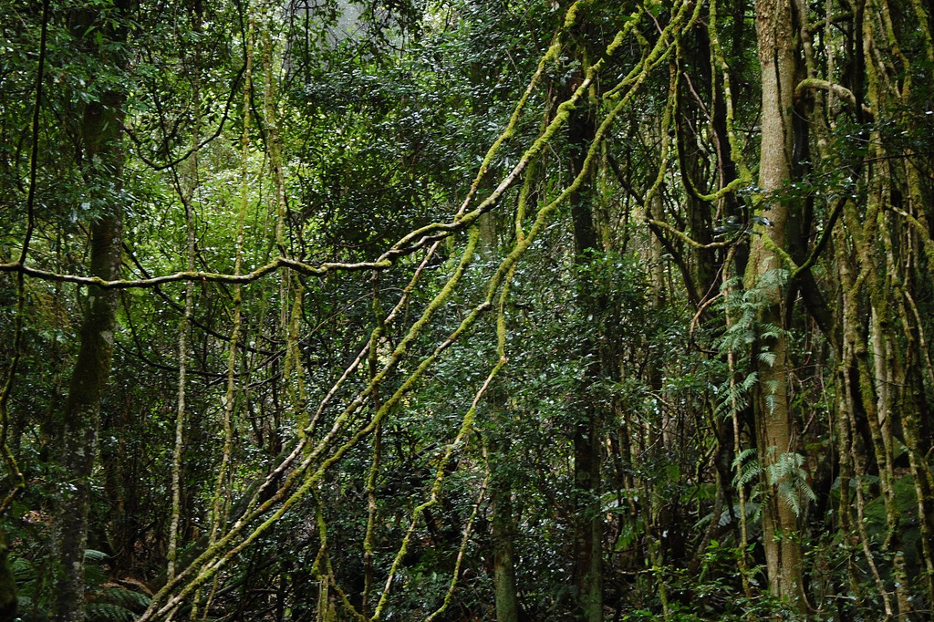 Большое количество лиан. Тропические лианы. Лианы Южной Америки. Тропические тропические лианы. Лианы тропического леса.