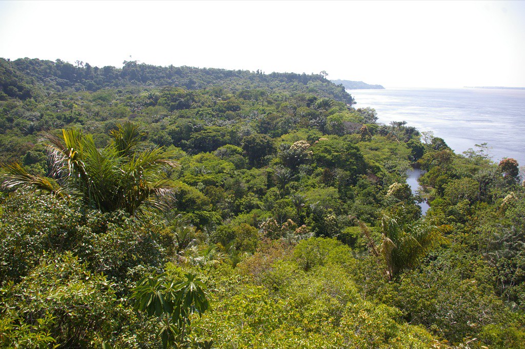 Forest Regrowth Amazon deforestation rainforest