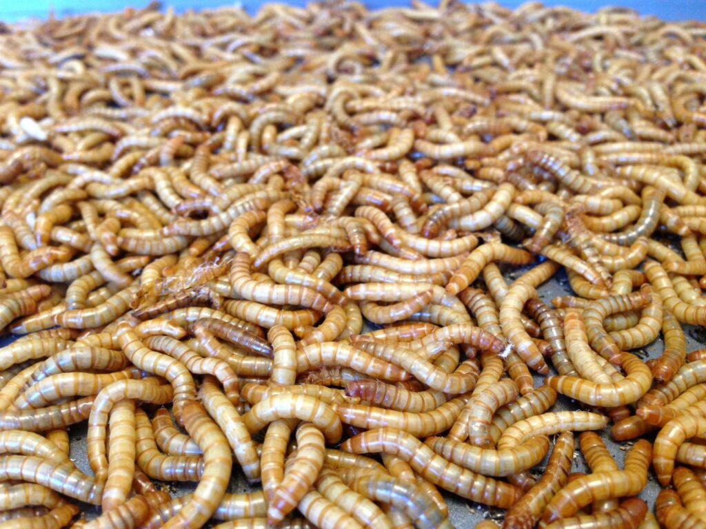 Mealworms and Plastic