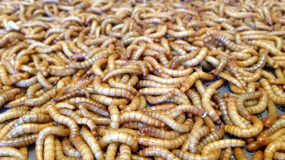 Mealworms and Plastic