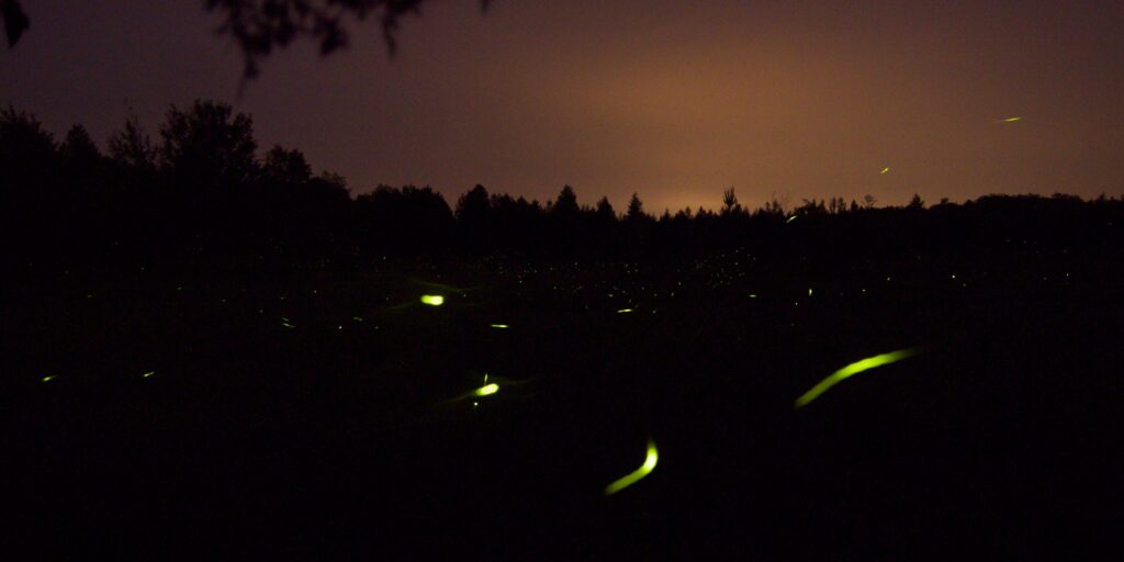 Fireflies facing extinction