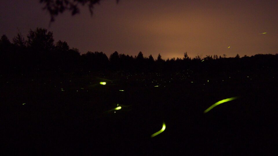 Fireflies facing extinction