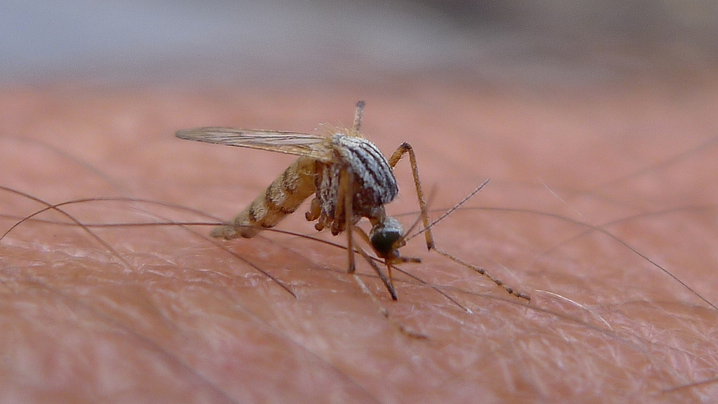 Engineering mosquitoes to repel disease