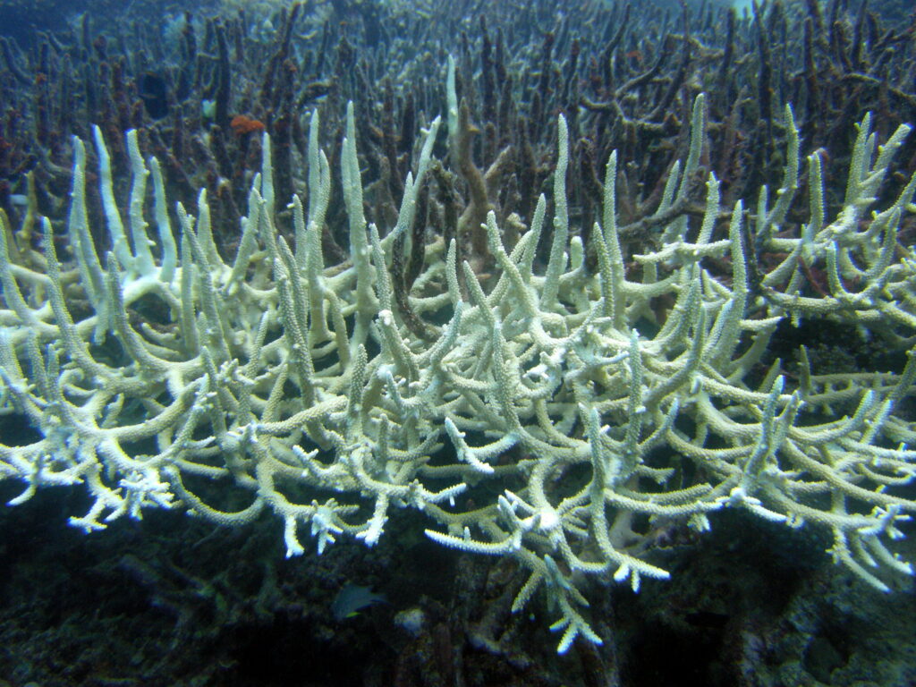 warming and acidifying oceans may eliminate corals