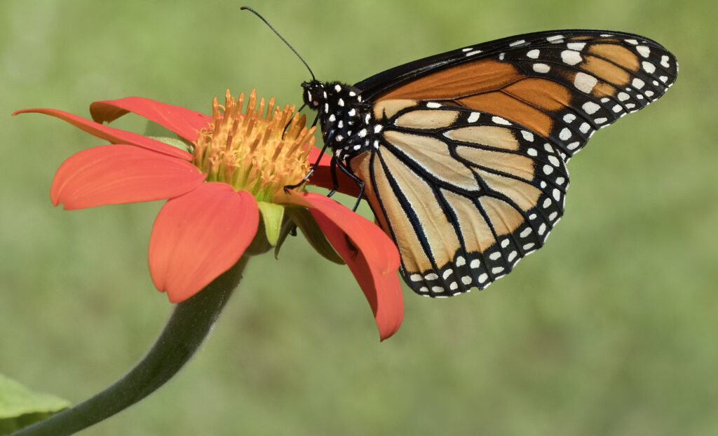 the decline of monarch butterflies