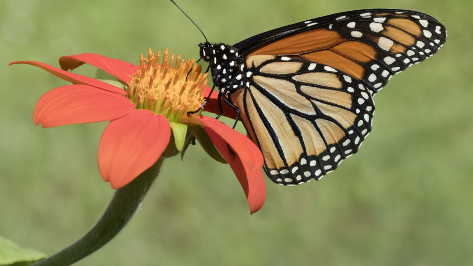 the decline of monarch butterflies