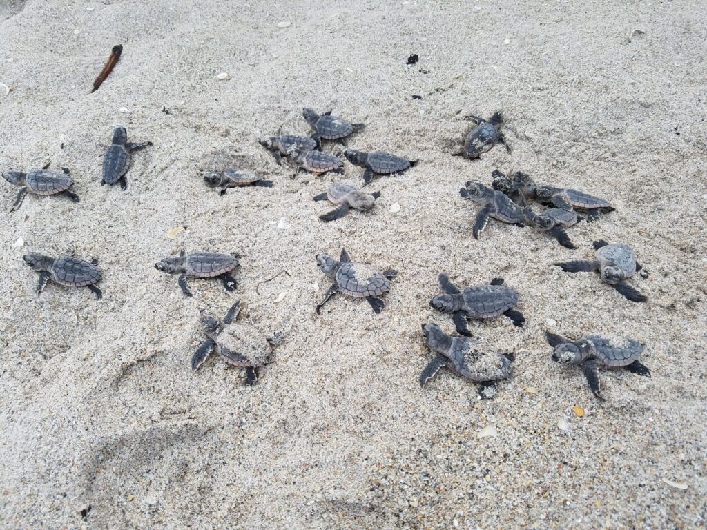 Sea turtles thriving during Coronavirus shutdown