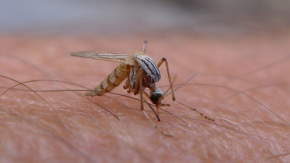 Using malaria to fight malaria