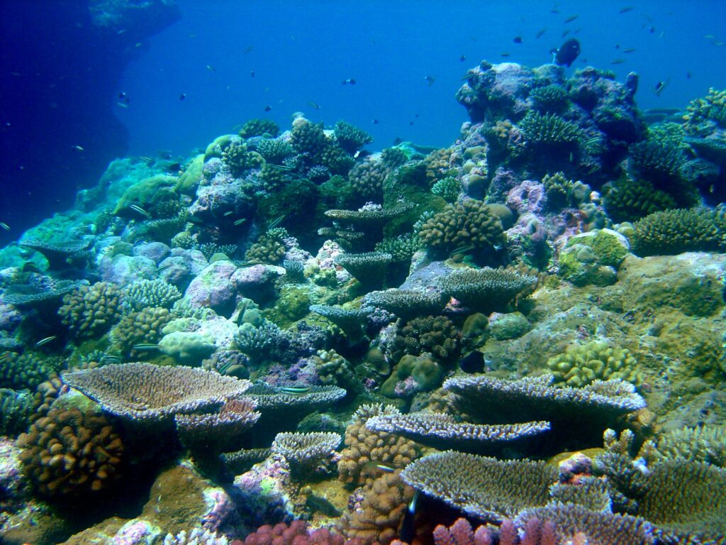 heat resistant coral