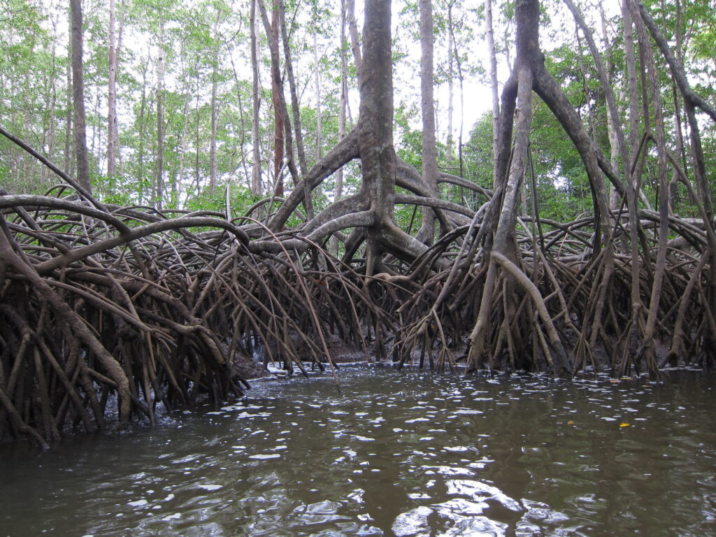 climate change threatens mangrove trees