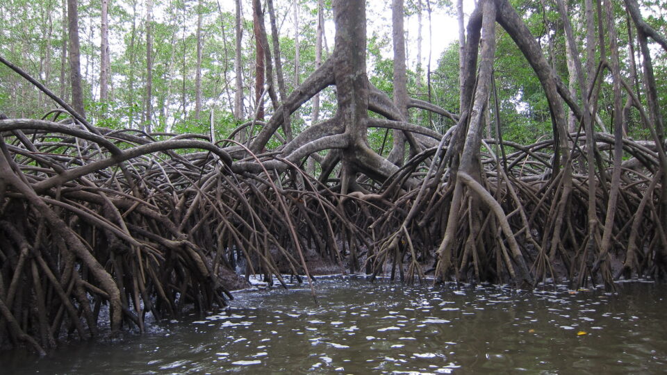climate change threatens mangrove trees