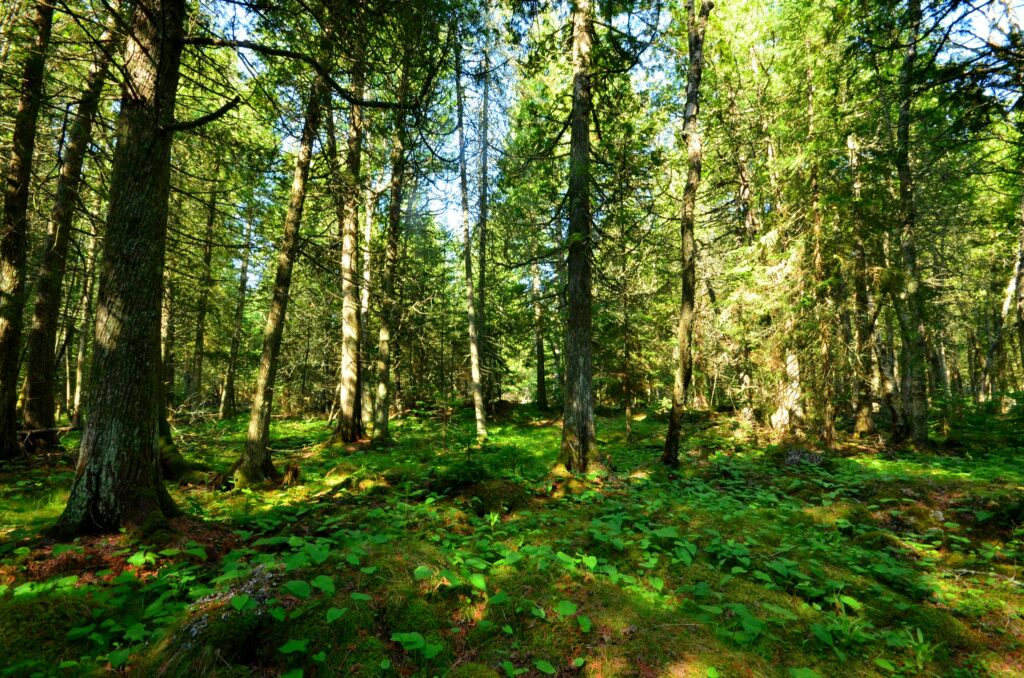 family forests can help meet the climate challenge