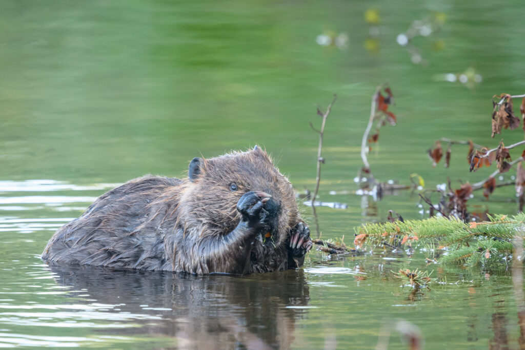 Beavers are accelerating climate change