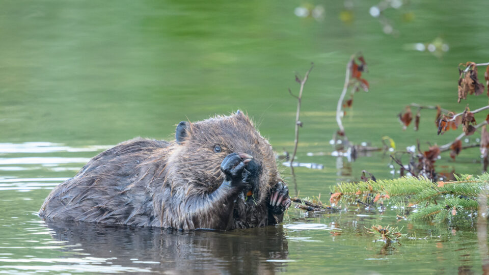 Beavers are accelerating climate change