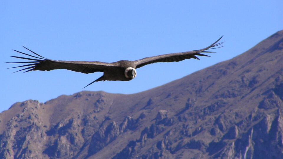 The recovery of condors