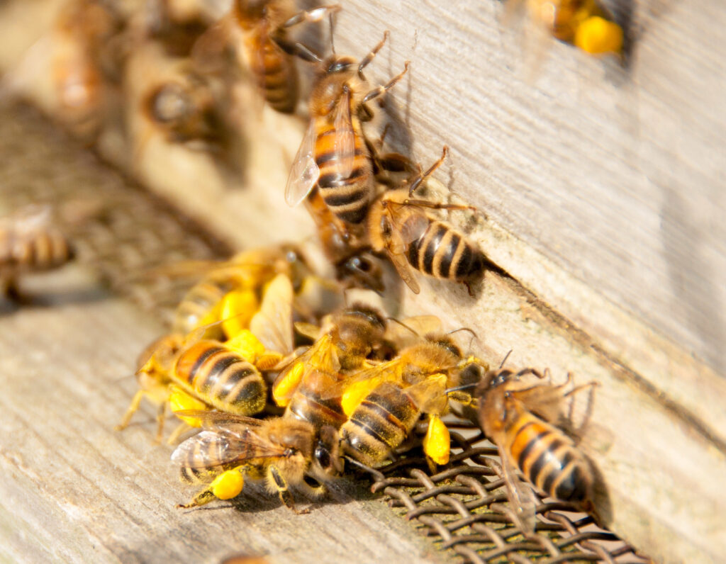 More losses for United States beekeepers
