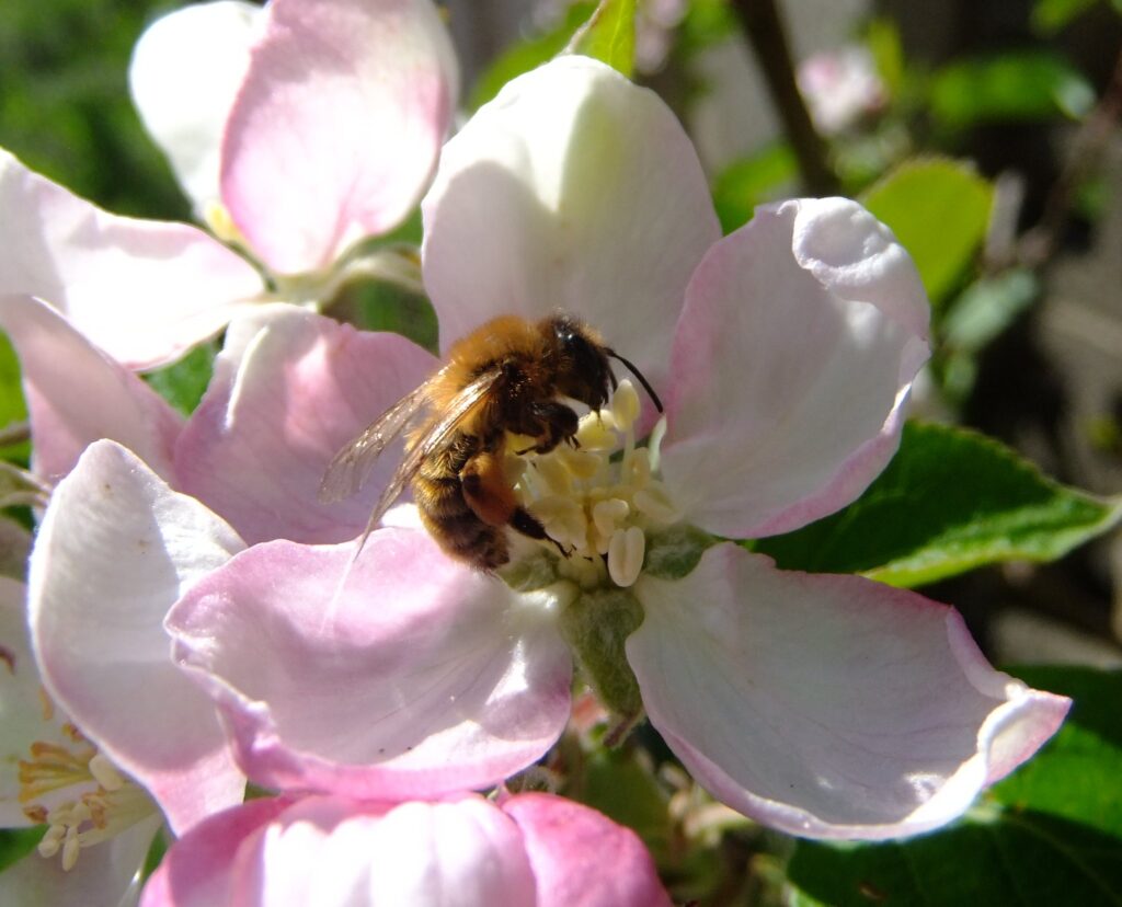 Pollinator decline threatens food security