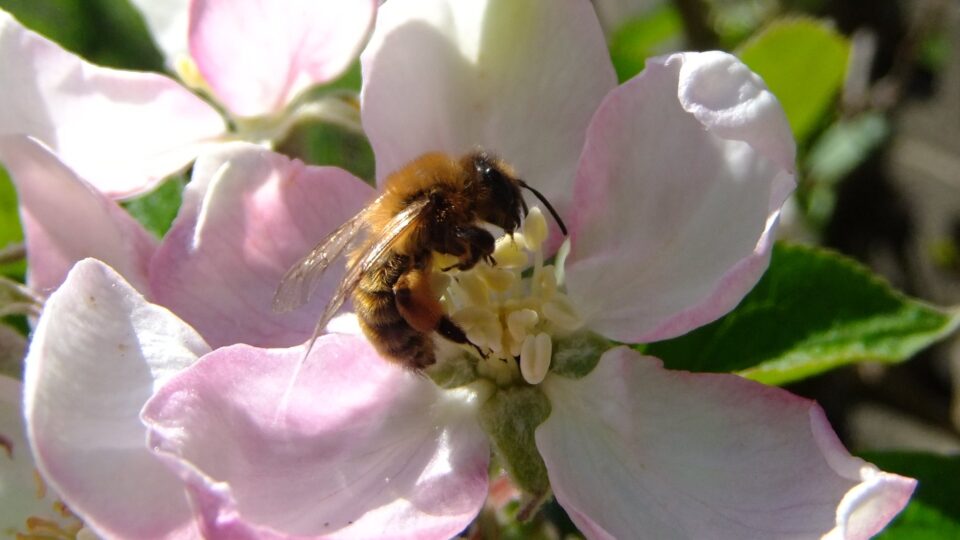 Pollinator decline threatens food security