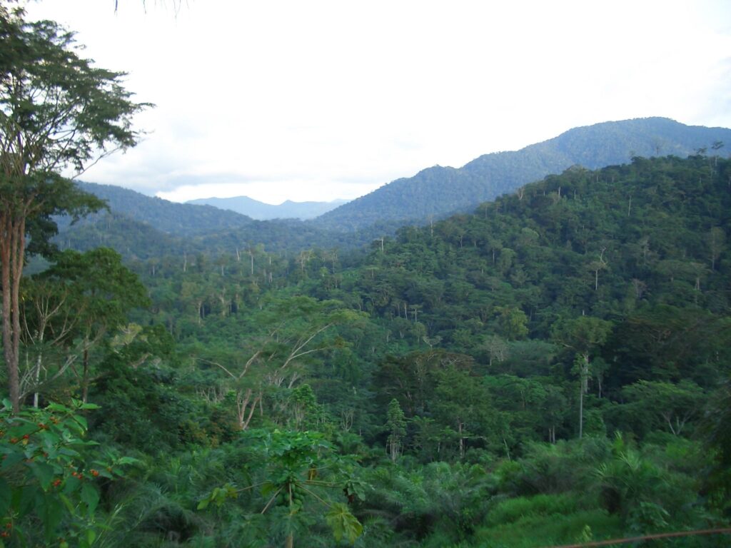Preserving biodiversity in Cameroon