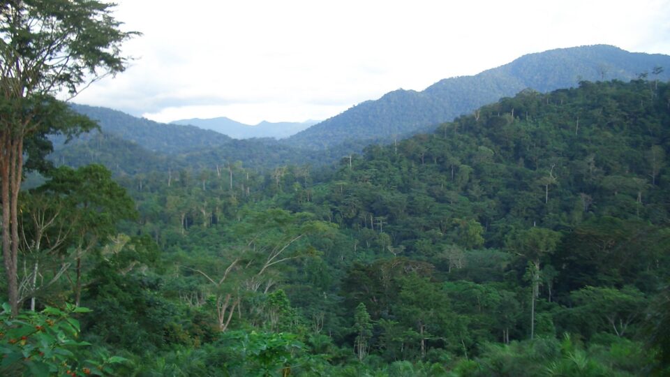 Preserving biodiversity in Cameroon