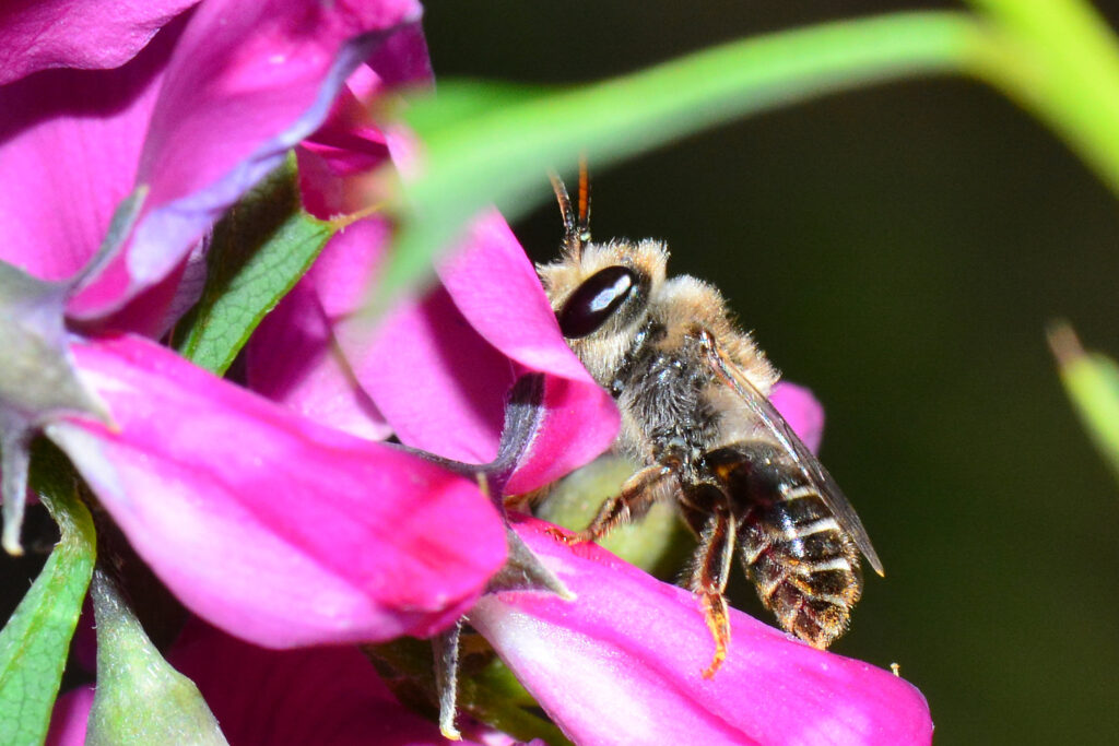 native bees are in trouble
