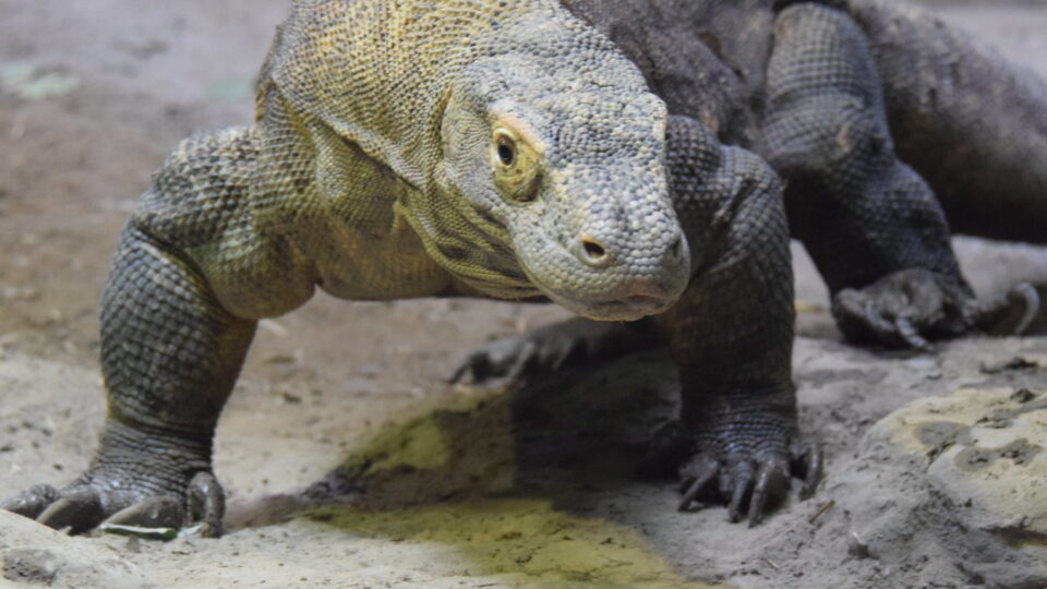 climate change threatens komodo dragons