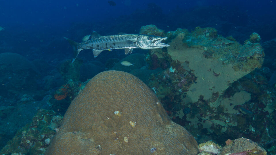 Artificial reefs as habitat for marine predators