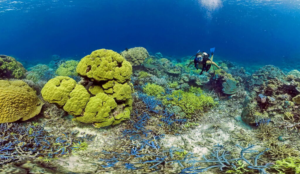 Saving corals with cooler water