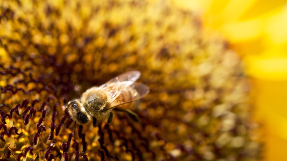 bees threatening bees