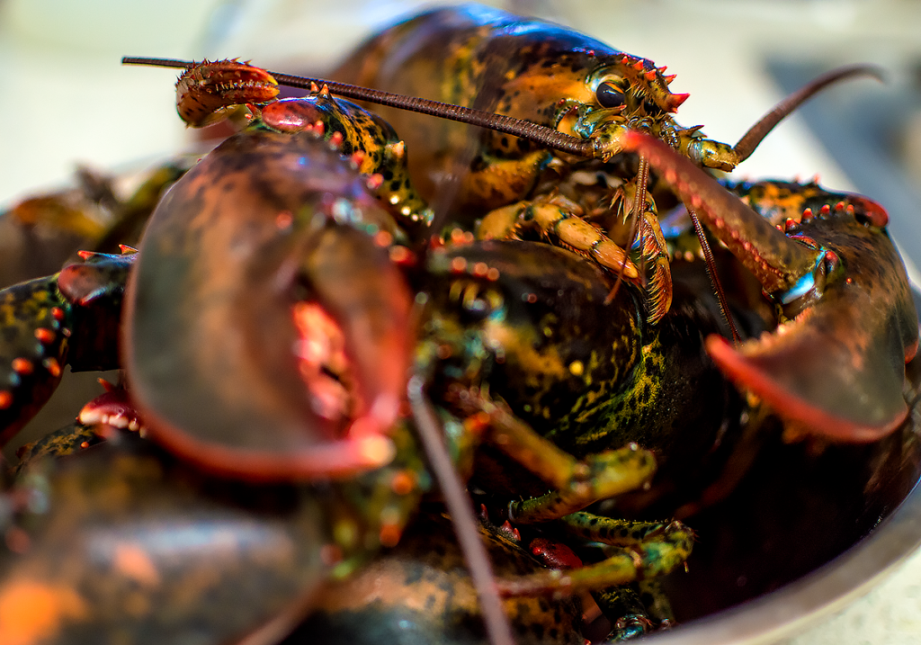 improving the lobster supply chain