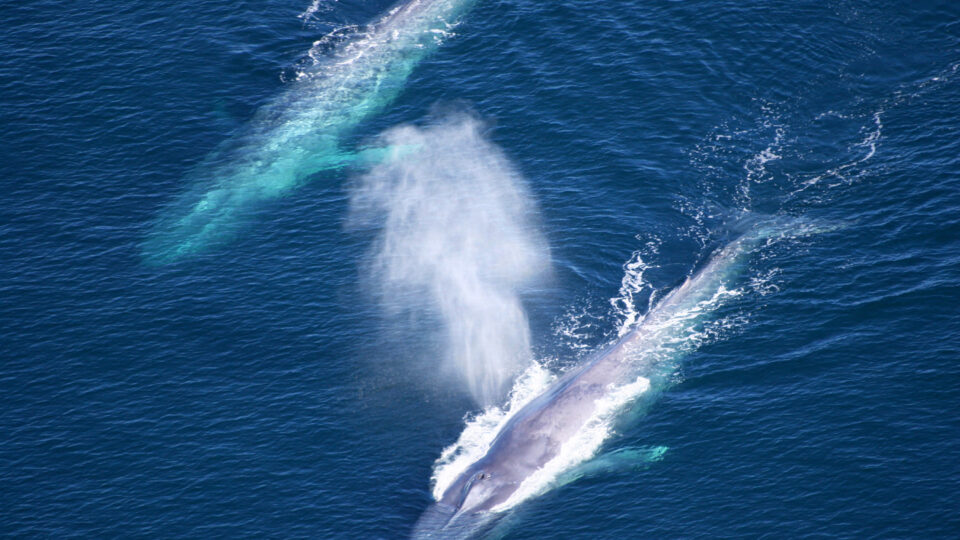 Blue whales making a comeback