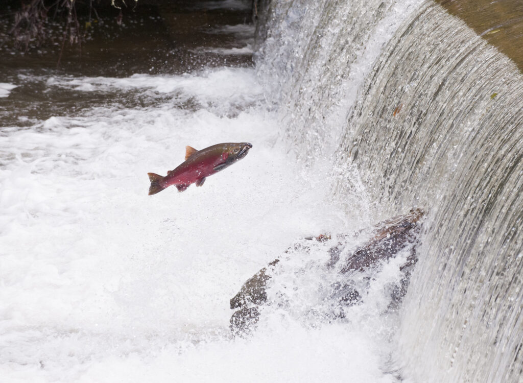 the mysterious deaths of Coho salmon