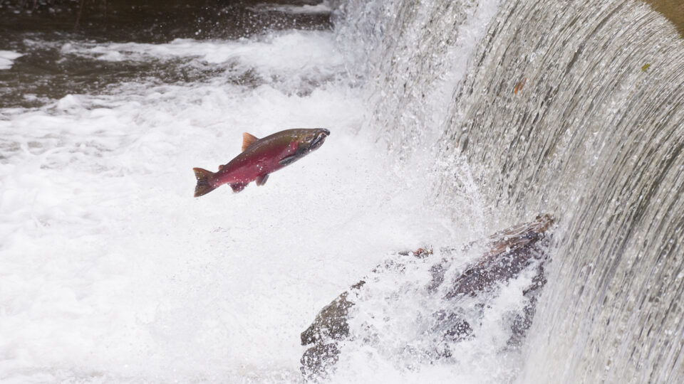 the mysterious deaths of Coho salmon