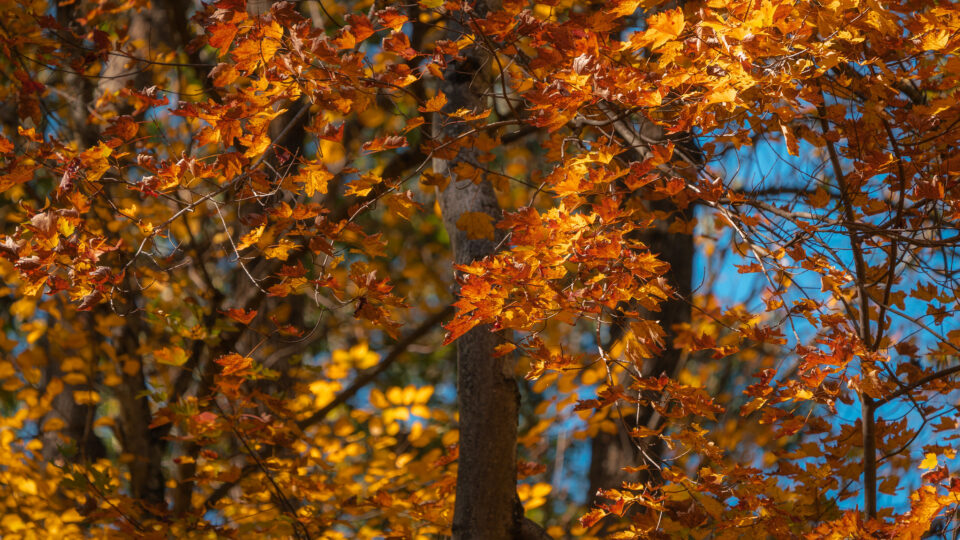 Explaining the magnificent spectacle of fall foliage