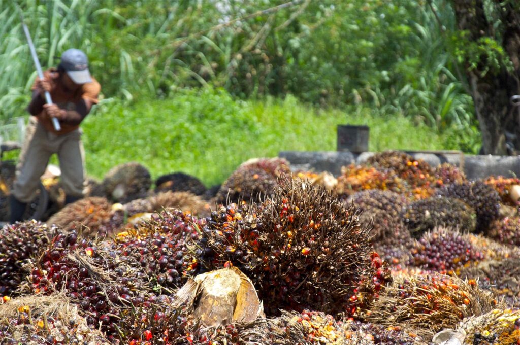 A possible replacement for palm oil