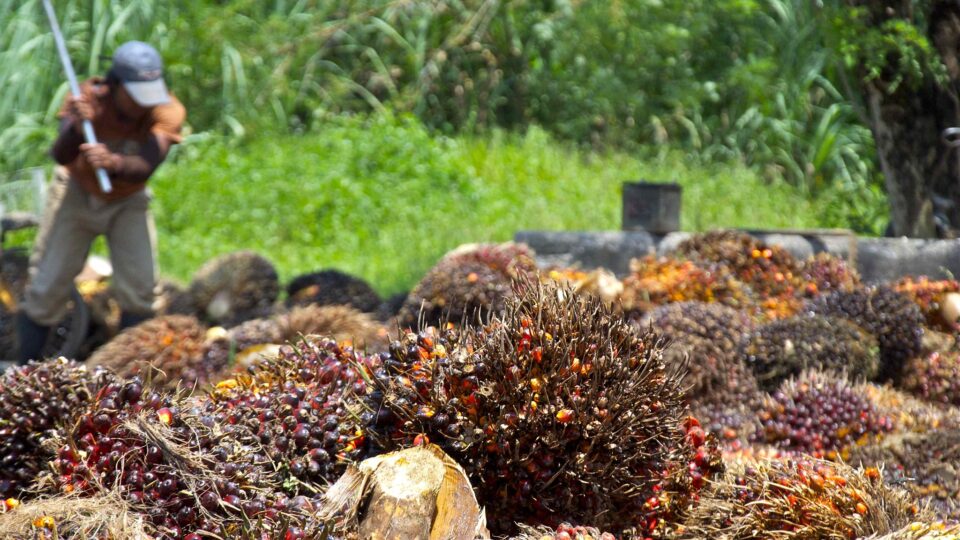 A possible replacement for palm oil