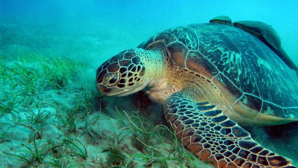 Climate change poses a serious threat to sea turtles