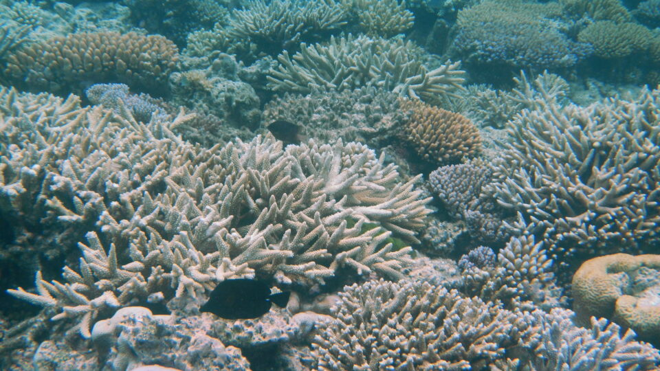 Developing hardier corals for endangered reefs that resist the effects of climate change