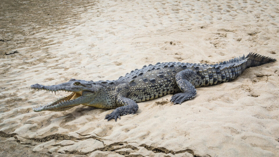 Why haven't crocodiles evolved?