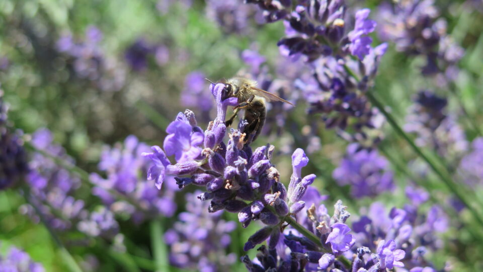 Residential gardens play an important role for pollinators