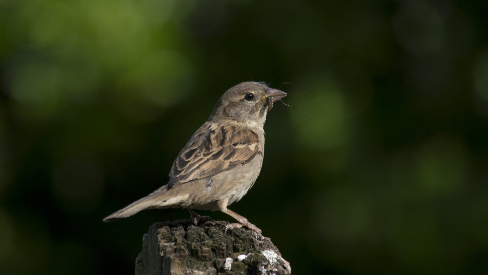 Even the common house sparrow is declining as the climate changes