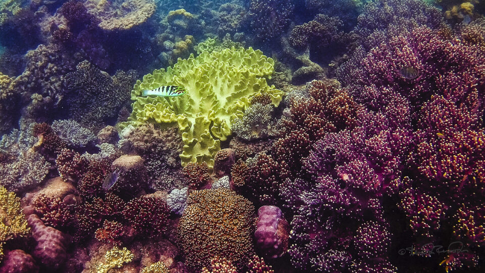 Utilizing exploratory technology to help corals