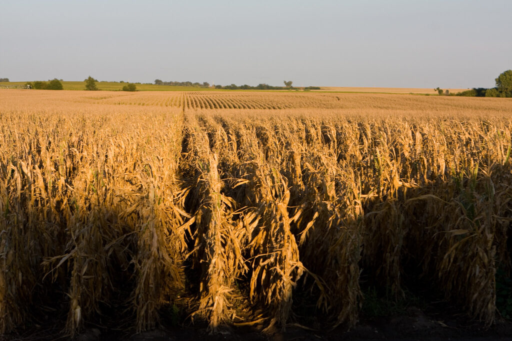 Erosion is claiming the corn belt's topsoil