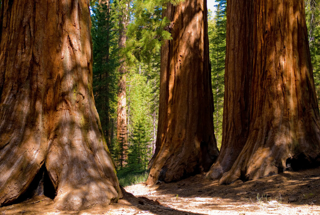 Forest managers working to save the sequoias