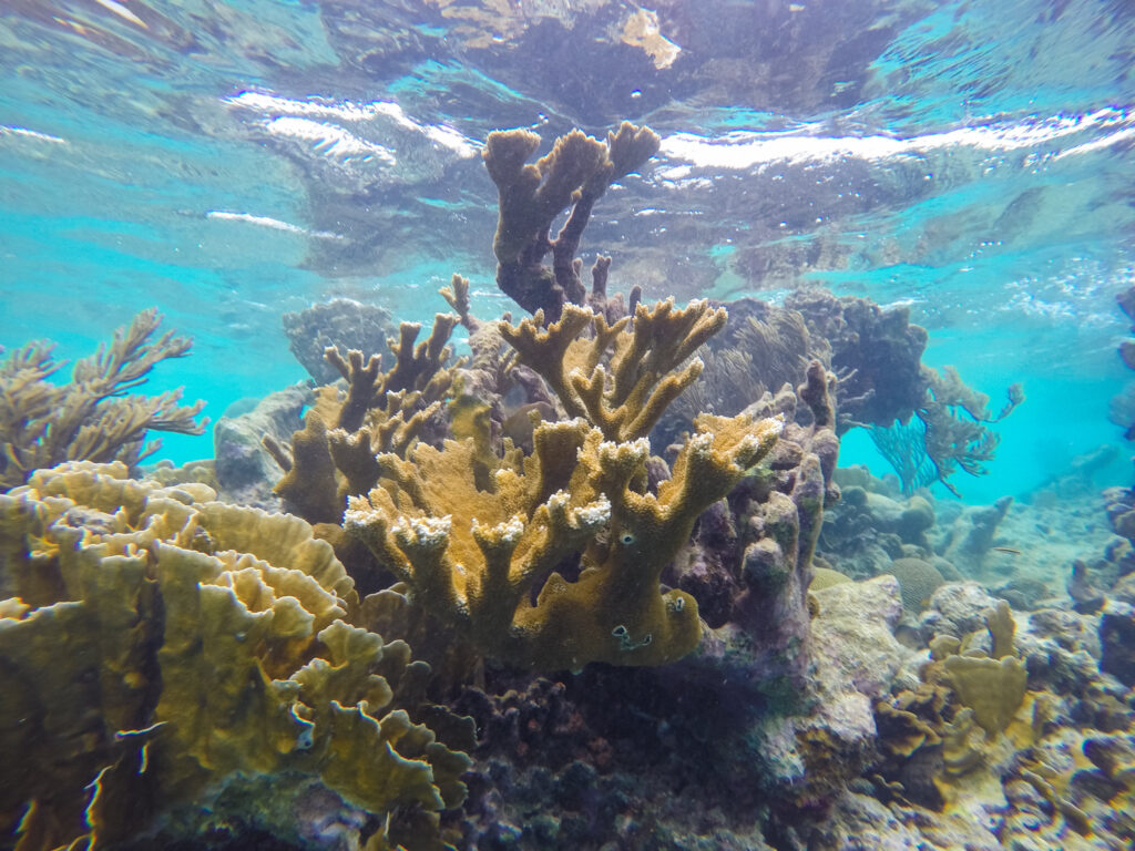 Toxic sunscreens are killing corals