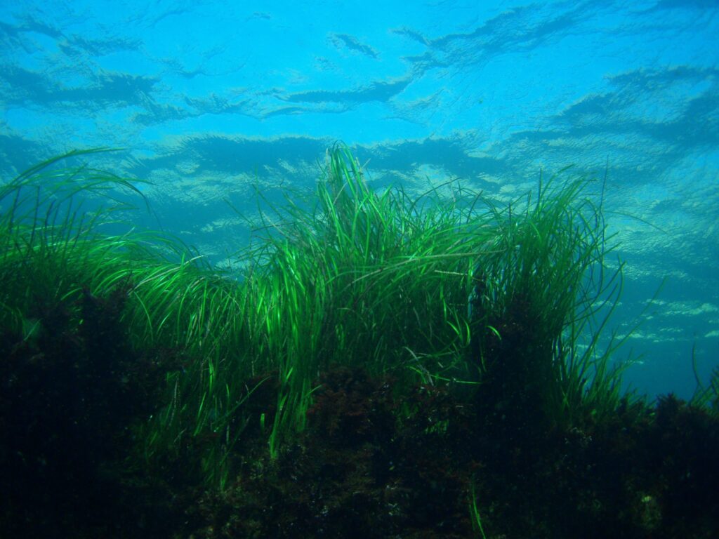 Seagrass can buffer ocean acidification