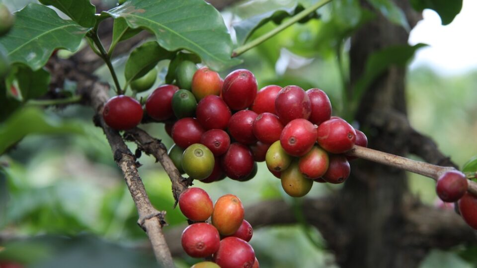 How to save coffee from climate change