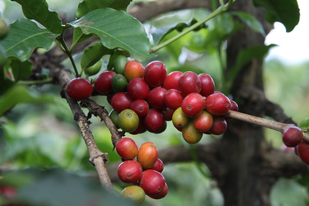 How to save coffee from climate change